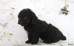 Toy Poodle dogs for sale: Bailey - Image 3