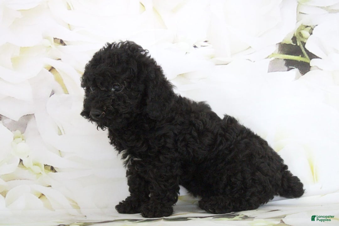 Toy Poodle dogs for sale: Bailey - Image 3