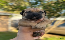 Cane Corso dogs for sale: Snoopy - Image 1