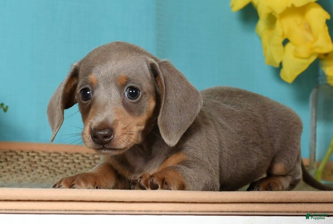 Miniature Dachshund dogs for sale: Lisa - Image 5