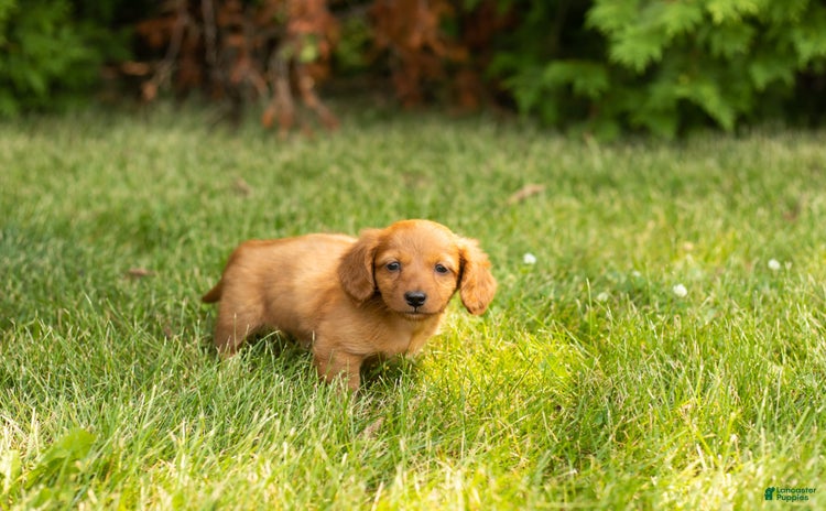 Miniature Dachshund dogs for sale - Ad 3