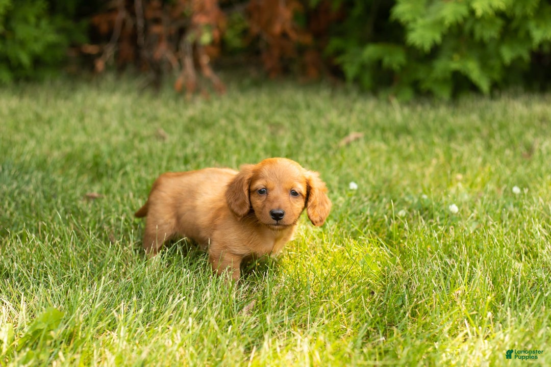Miniature Dachshund dogs for sale: Millie - Image 1