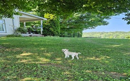 Forever dogs for sale: Quick Deer - Image 11