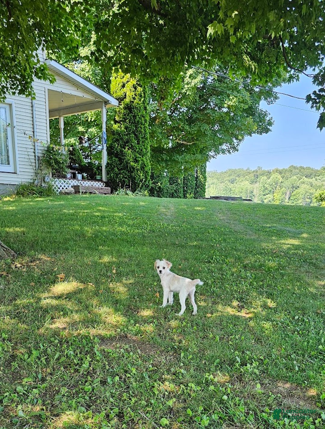 Forever dogs for sale: Quick Deer - Image 11