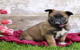 Belgian Malinois dogs for sale: Jasmine - Image 5