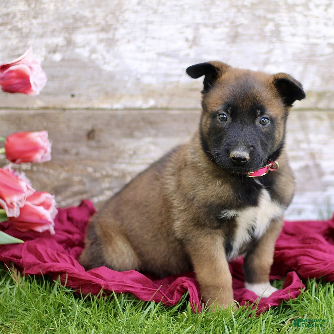 Belgian Malinois dogs for sale: Jasmine - Image 5