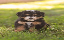Mini Bernedoodle dogs for sale: Macy - Image 3