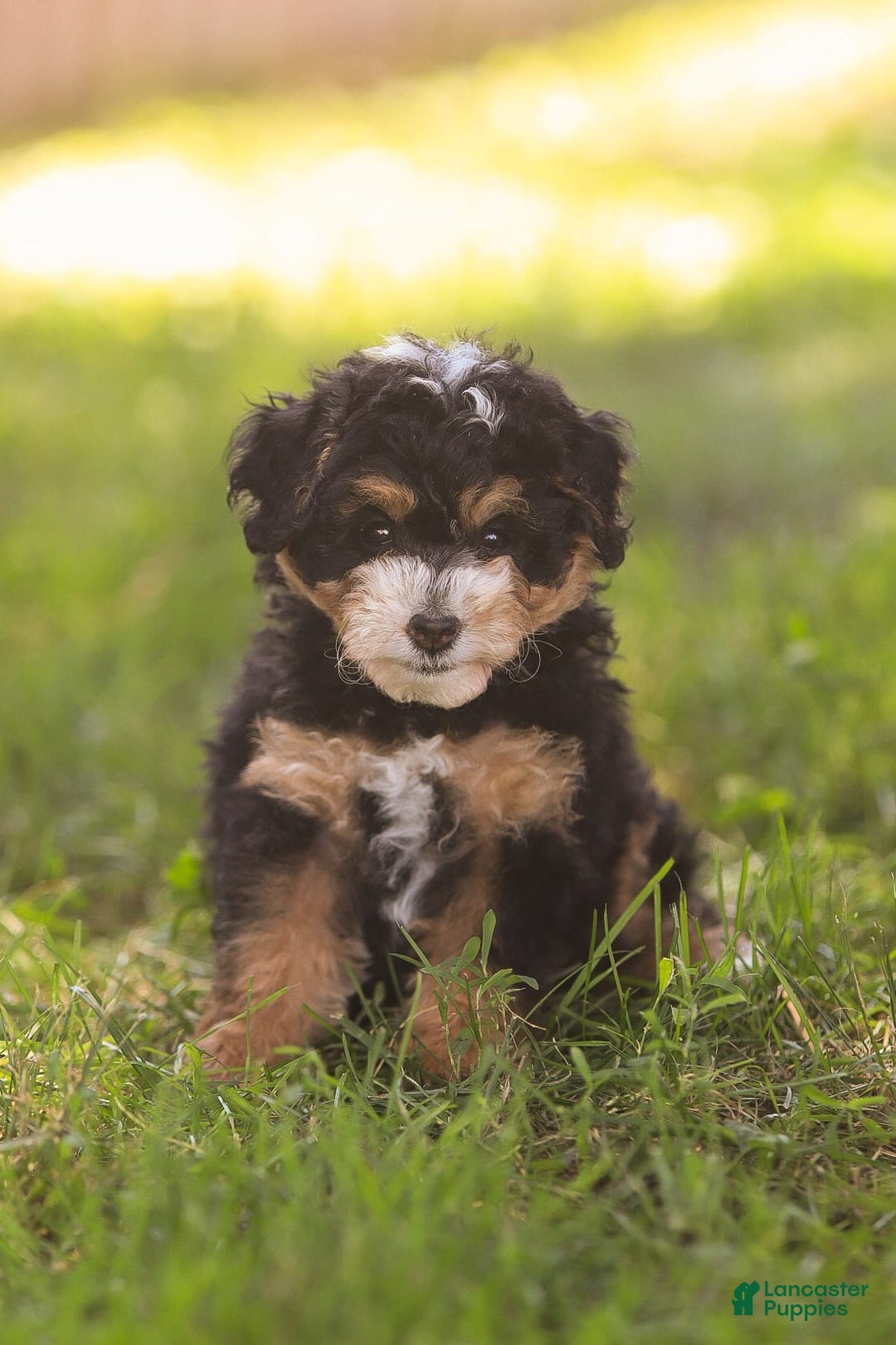 Mini Bernedoodle dogs for sale: Macy - Image 3