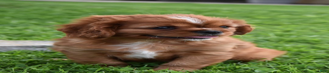 Sparky