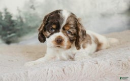 Cocker Spaniel dogs for sale: Beckham - Image 4