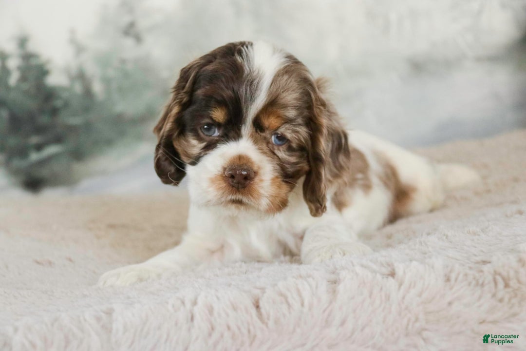 Cocker Spaniel dogs for sale: Beckham - Image 4
