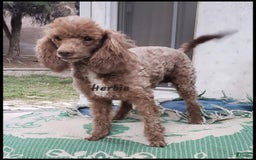 Toy Poodle dogs for sale: Herbie - Image 1