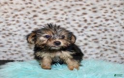 Yorkshire Terrier dogs for sale: Theodore - Image 4