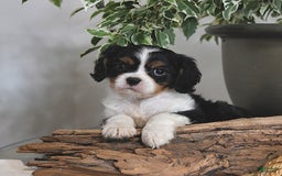Cavalier King Charles Spaniel dogs for sale: Jan - Image 3