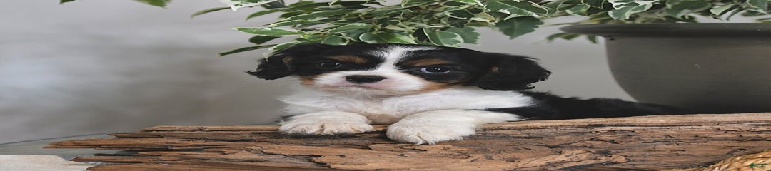 Jan