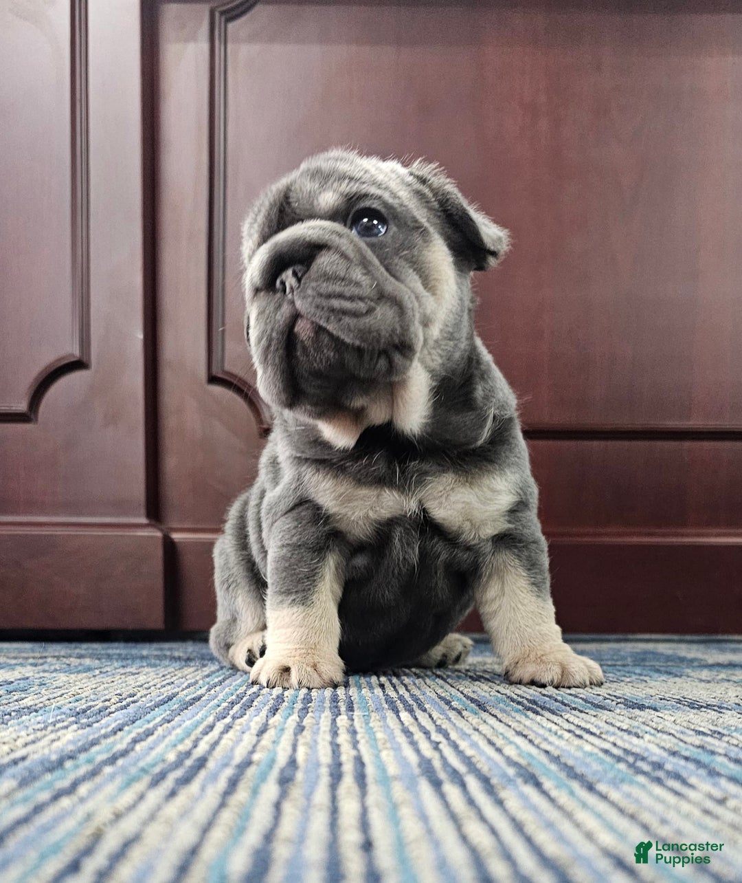 French Bulldog dogs for sale: Kwollie - Image 1