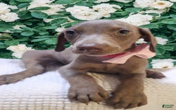 Doberman Pinscher dogs for sale: Gigi - Image 3