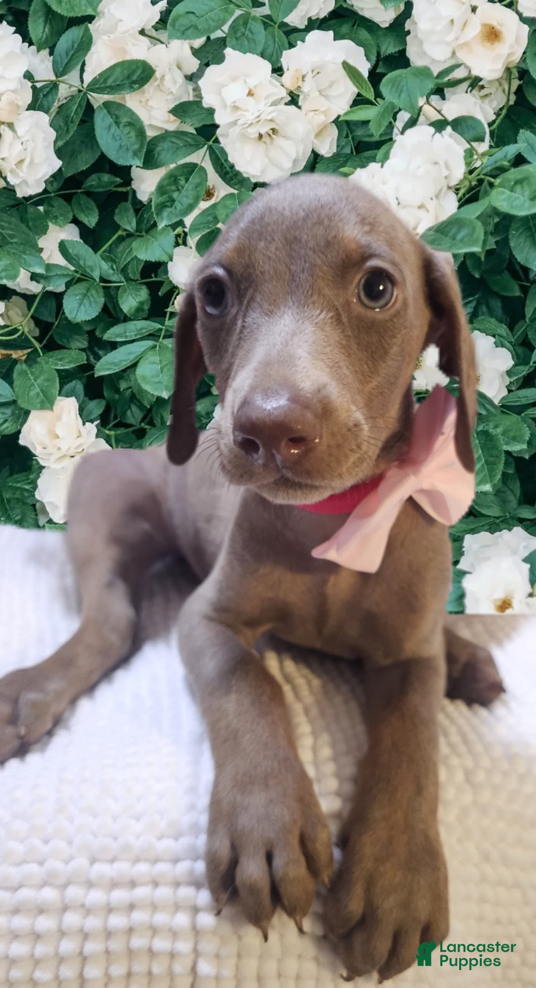Doberman Pinscher dogs for sale: Gigi - Image 3