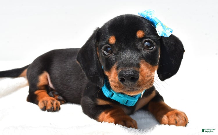 Miniature Dachshund dogs for sale - Ad 4