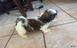 Shih Tzu dogs for sale: Jubal - Image 3