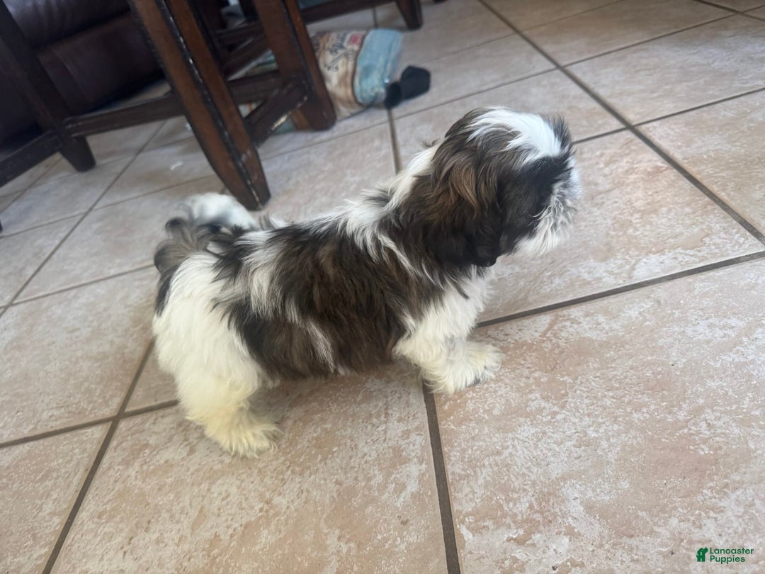 Shih Tzu dogs for sale: Jubal - Image 3