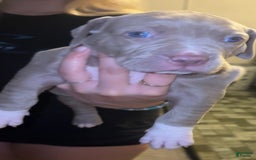 American Bully dogs for sale: Bella - Image 5