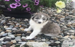 English Shepherd dogs for sale: Tizzy - Image 1