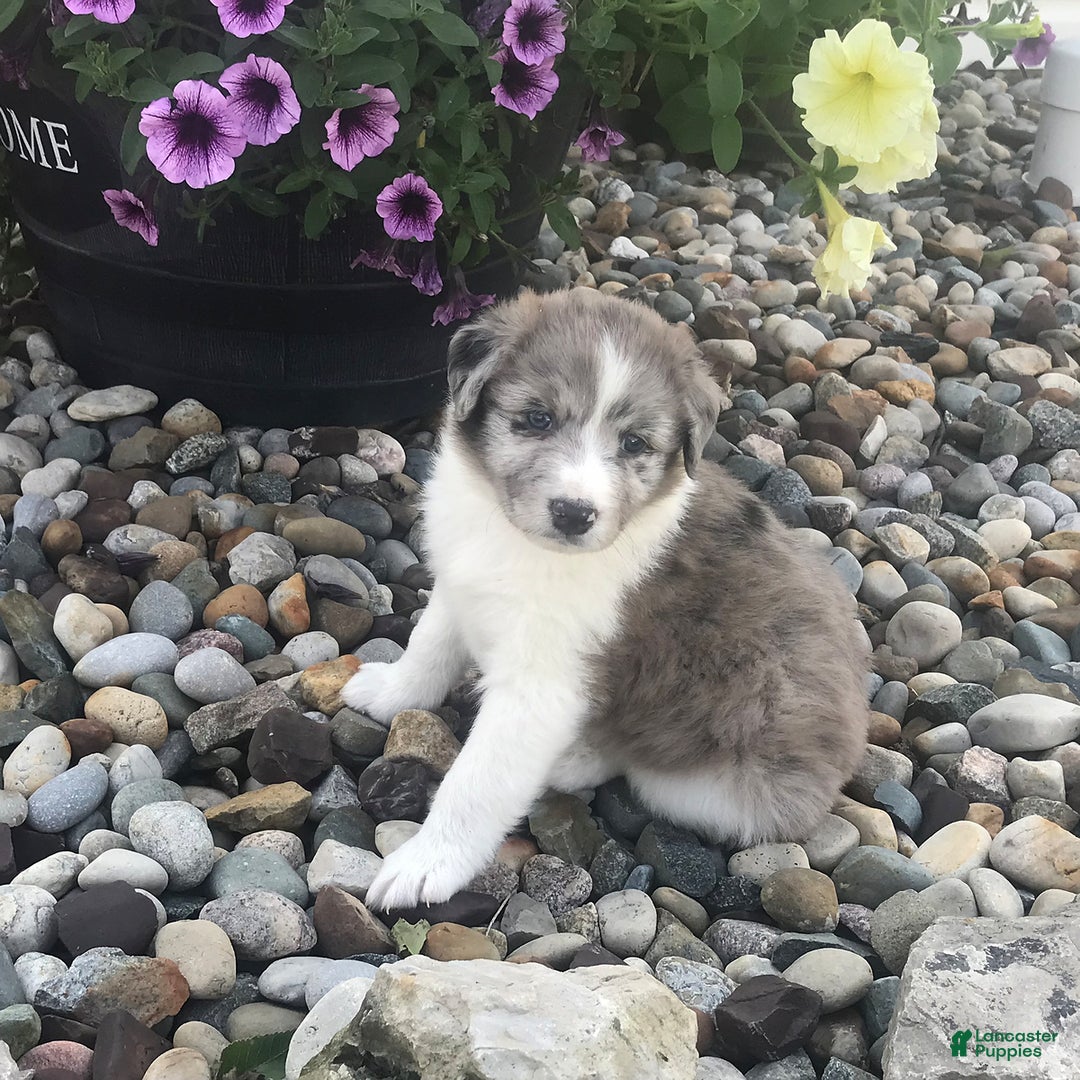 English Shepherd dogs for sale: Tizzy - Image 1