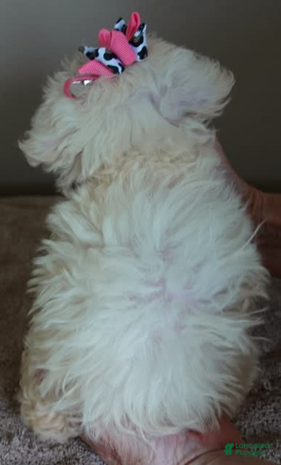 Maltipoo dogs for sale: Amara - Image 24