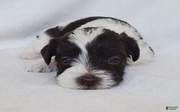Schnoodle dogs for sale: Smores - Image 2