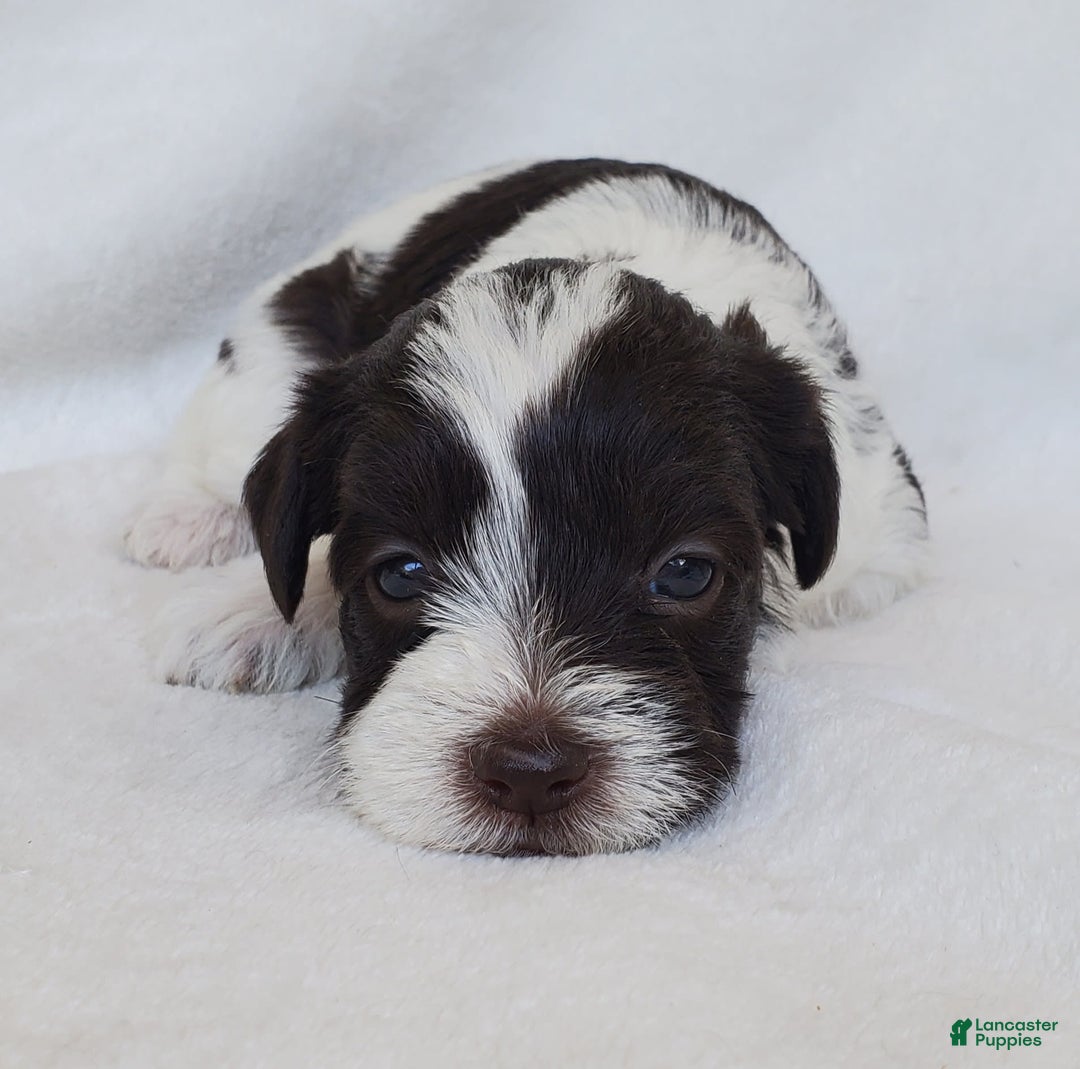 Schnoodle dogs for sale: Smores - Image 2