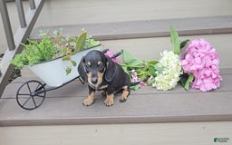 Miniature Dachshund dogs for sale: Felix - Image 1
