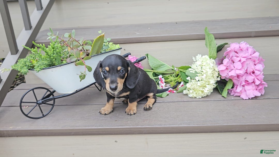 Miniature Dachshund dogs for sale: Felix - Image 1