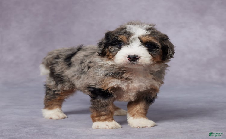 Mini Bernedoodle dogs for sale - Ad 1