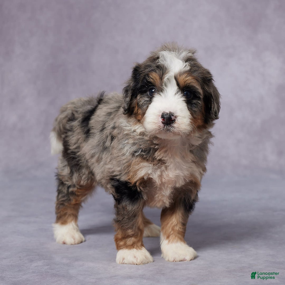 Mini Bernedoodle dogs for sale: Cody - Image 1
