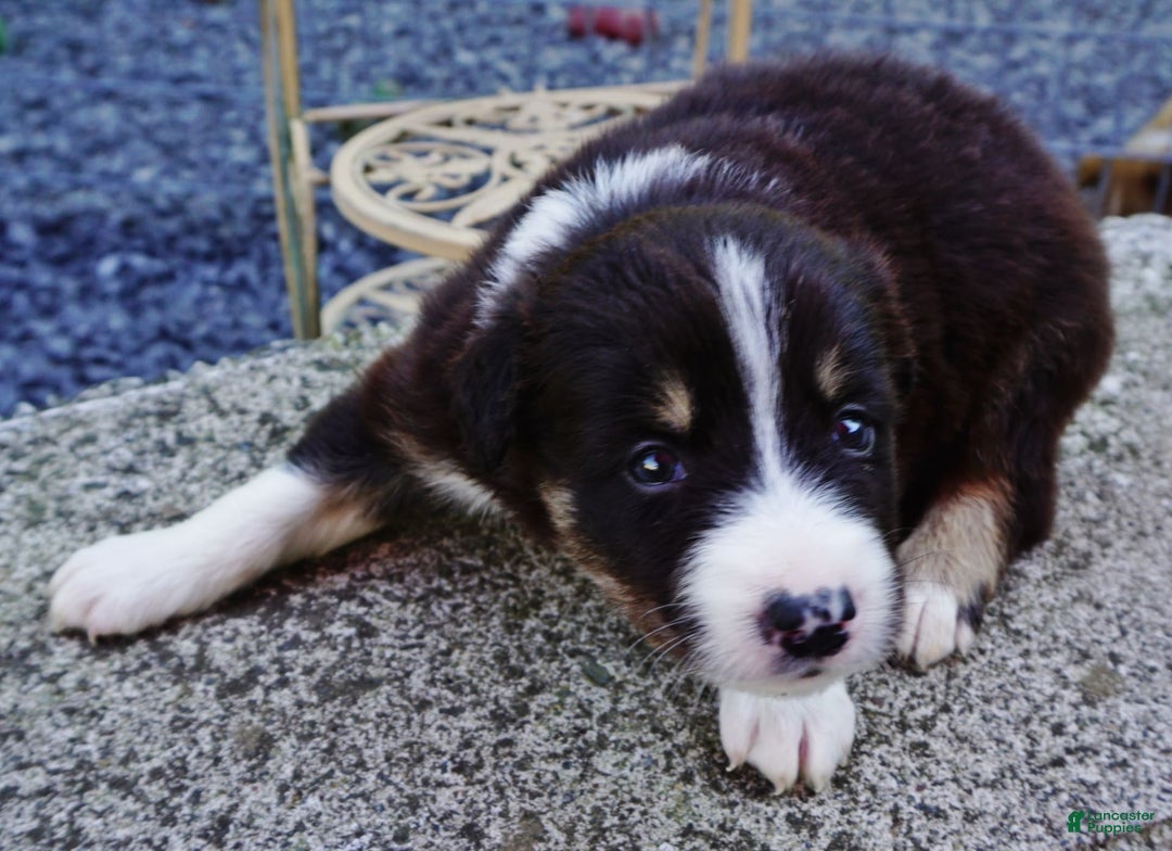 Border Collie dogs for sale: Aaron - Image 5