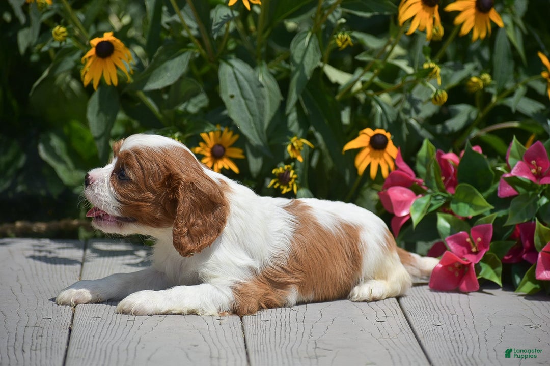 Cavalier King Charles Spaniel dogs for sale: Bethany - Image 5