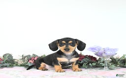 Miniature Dachshund dogs for sale: Cola - Image 17
