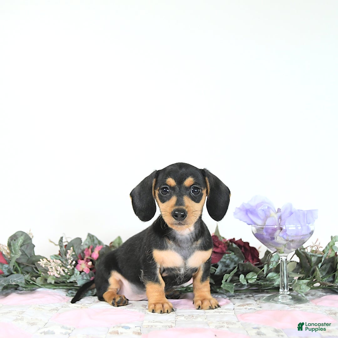 Miniature Dachshund dogs for sale: Cola - Image 17