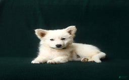 American Eskimo dogs for sale: Taylor - Image 2