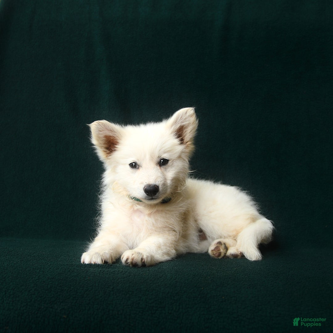 American Eskimo dogs for sale: Taylor - Image 2