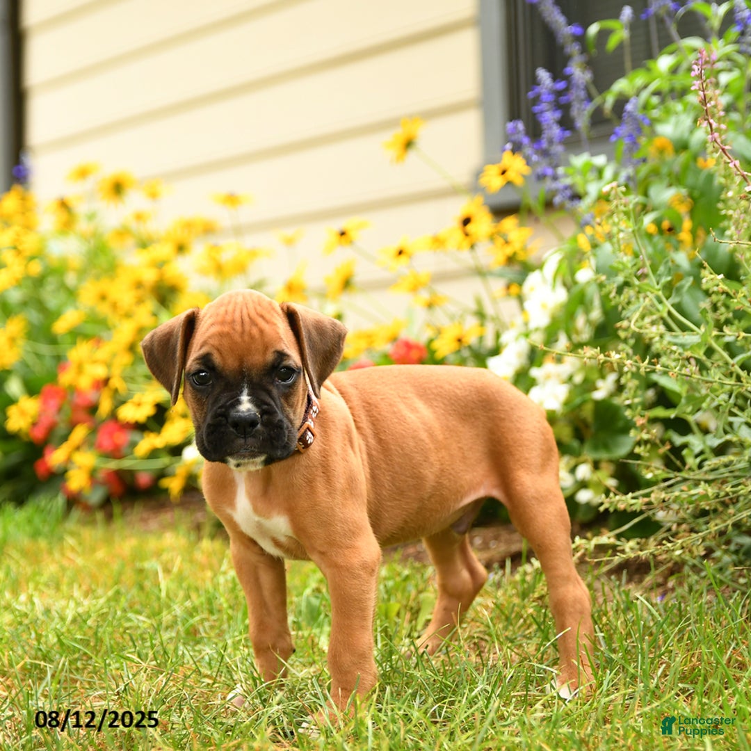 Boxer dogs for sale: Danali - Image 5