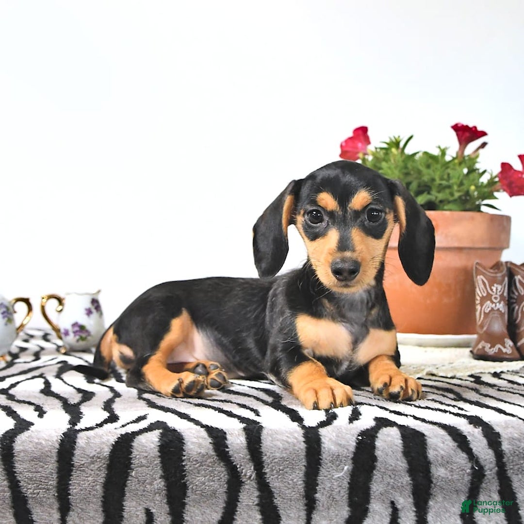 Miniature Dachshund dogs for sale: Cola - Image 12