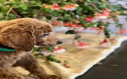 Standard Poodle dogs for sale: Billy - Image 2
