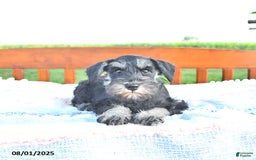 Miniature Schnauzer dogs for sale: Hellen Champion Blood - Image 7