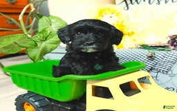 Havapoo dogs for sale: House Raised Billy - Image 14