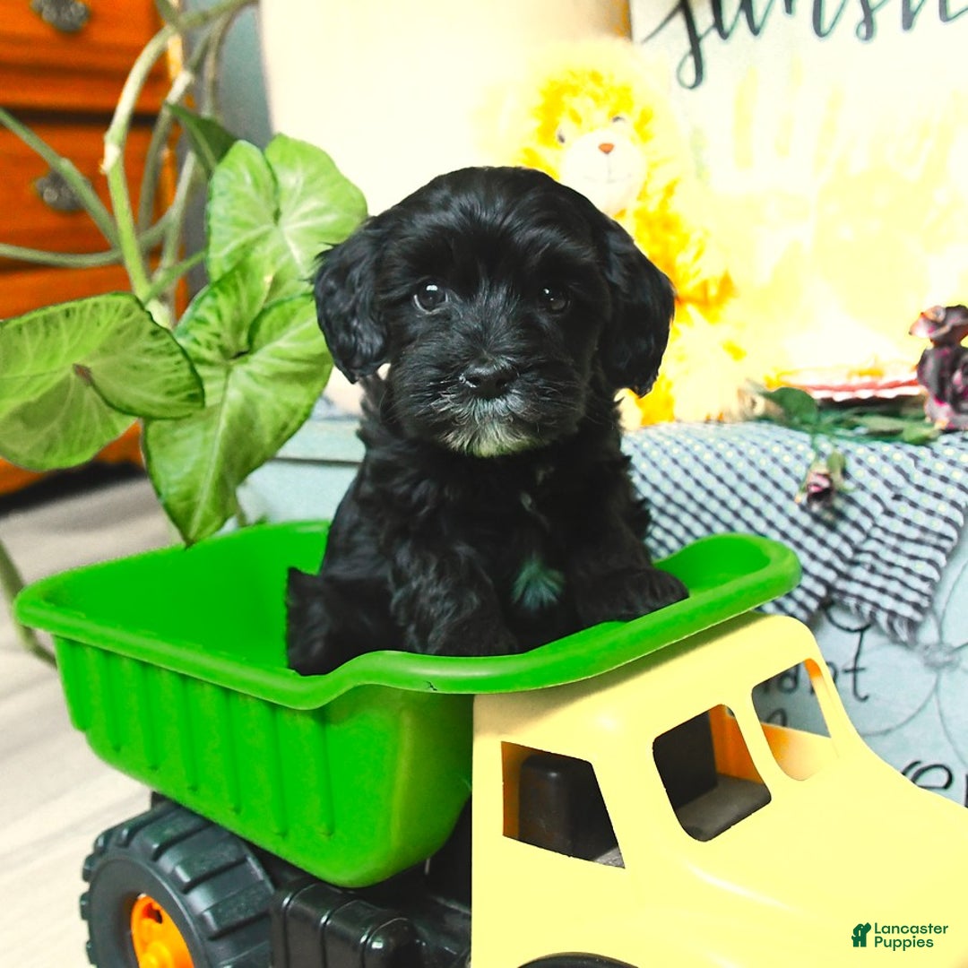 Havapoo dogs for sale: House Raised Billy - Image 14