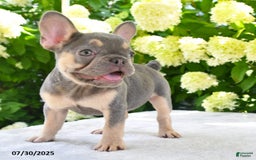 French Bulldog dogs for sale: Millie - Image 13