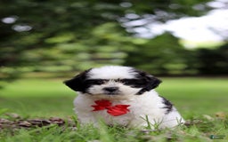 Shihpoo dogs for sale: Landon - Image 6