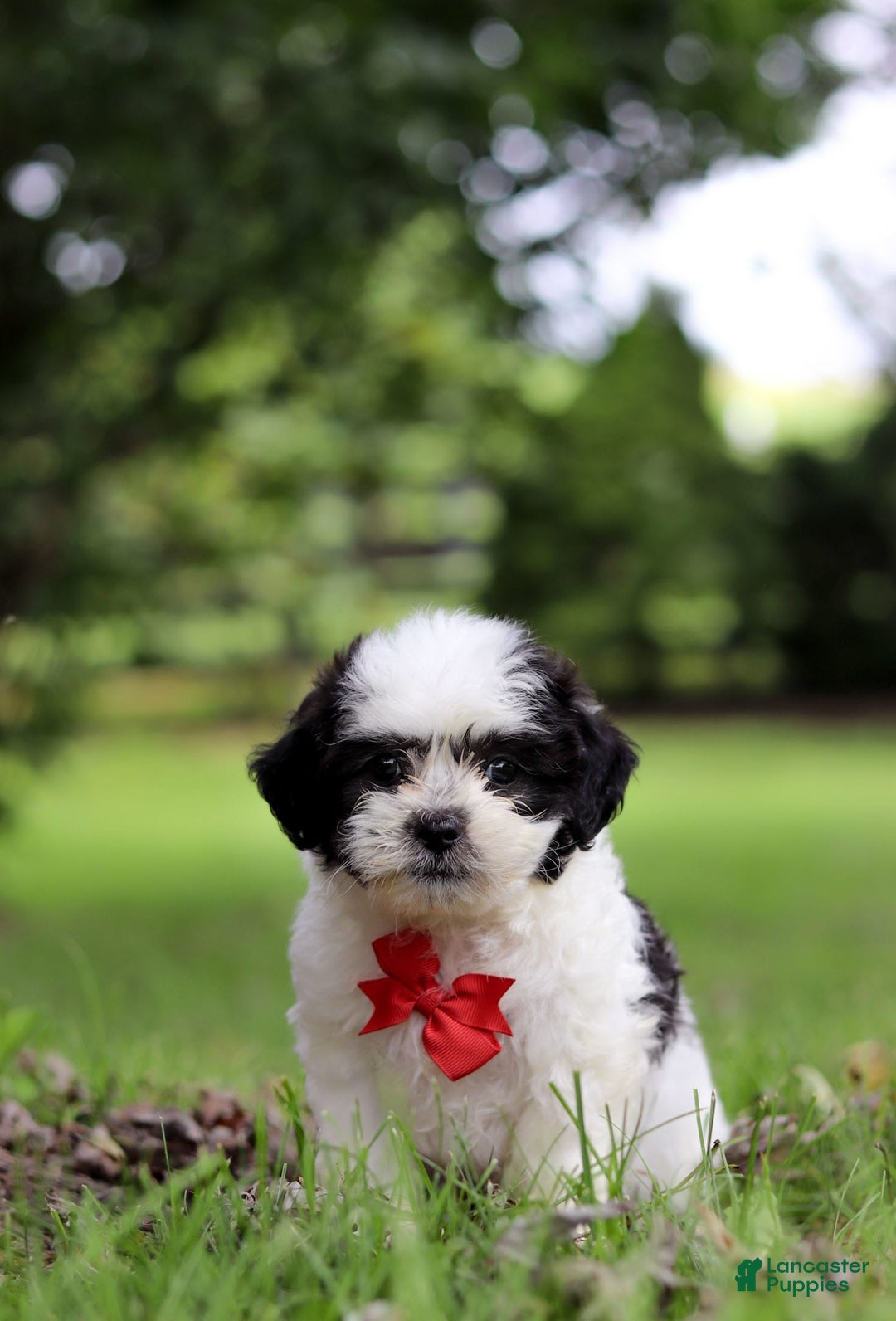 Shihpoo dogs for sale: Landon - Image 6